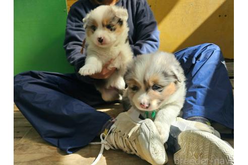 成約済の長野県のオーストラリアンシェパード-370405の7枚目